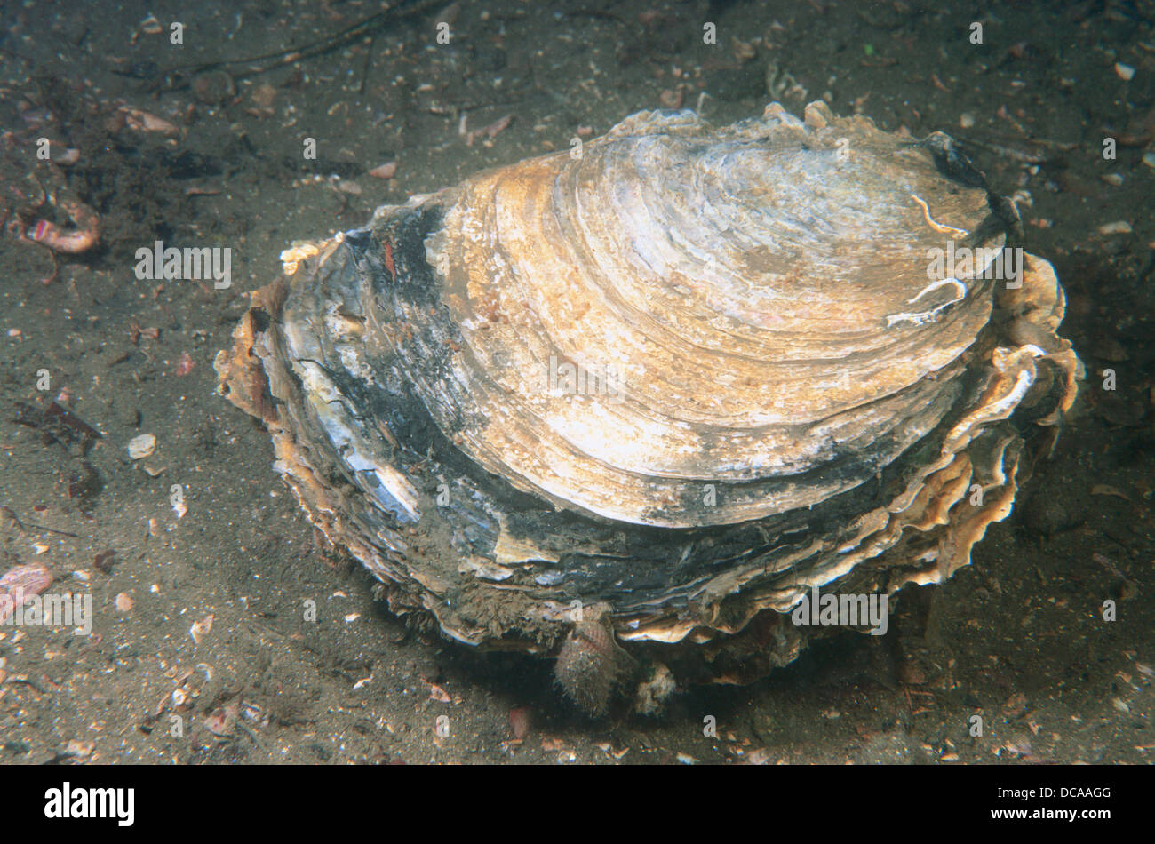 Edible oyster ostrea edulis galicia hires stock photography and images