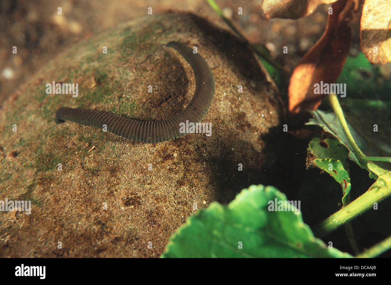 Freshwater. Rivers. Galicia. Spain. Annelid. Bristle worms. Leech (Haemopis  sanguisuga Stock Photo - Alamy