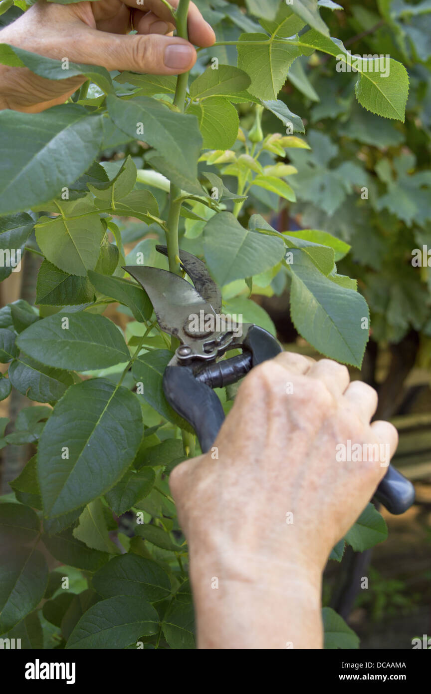 Pruning garden rose branch with secateurs. Stock Photo