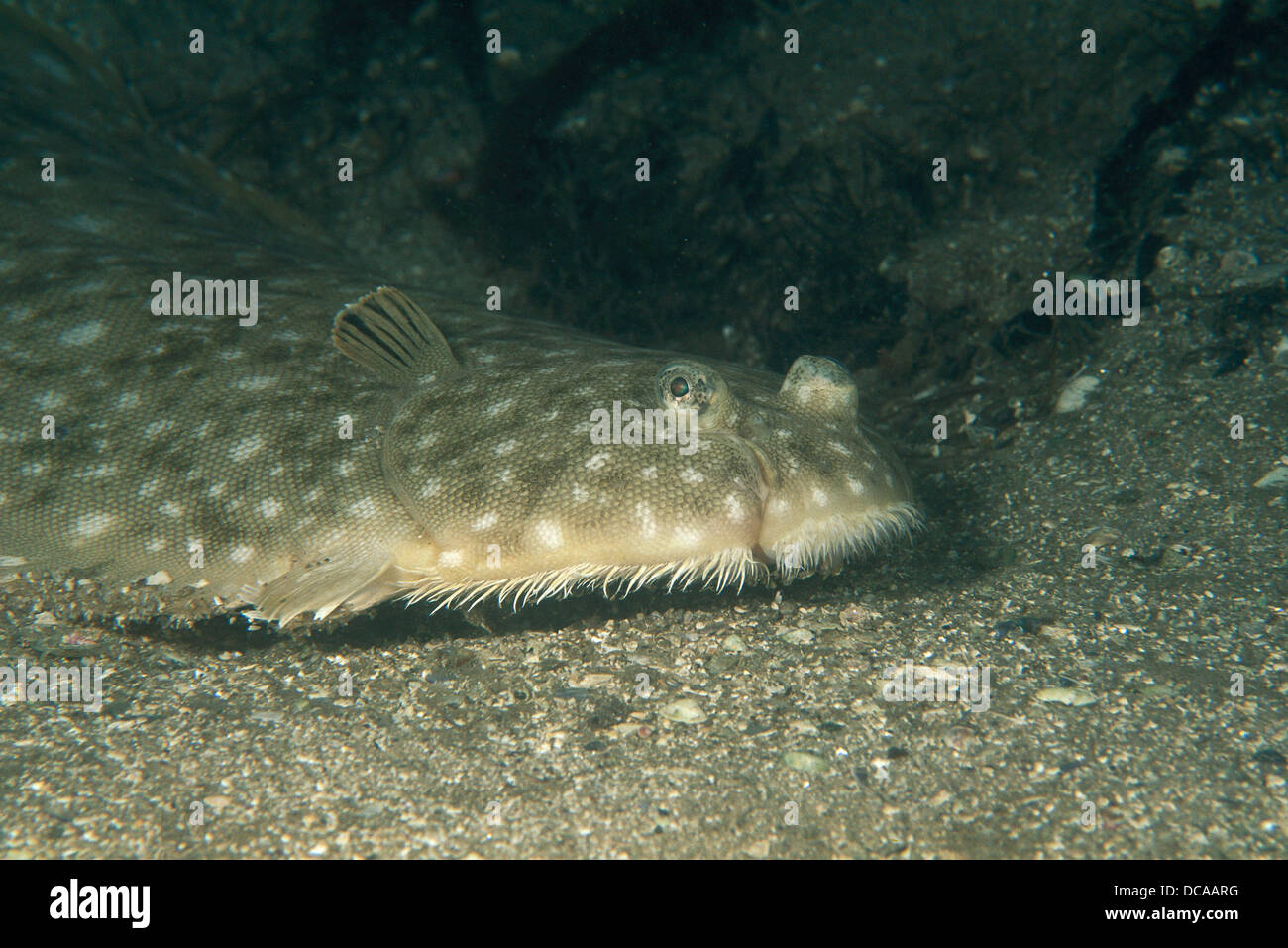 Senegalese sole hi-res stock photography and images - Alamy