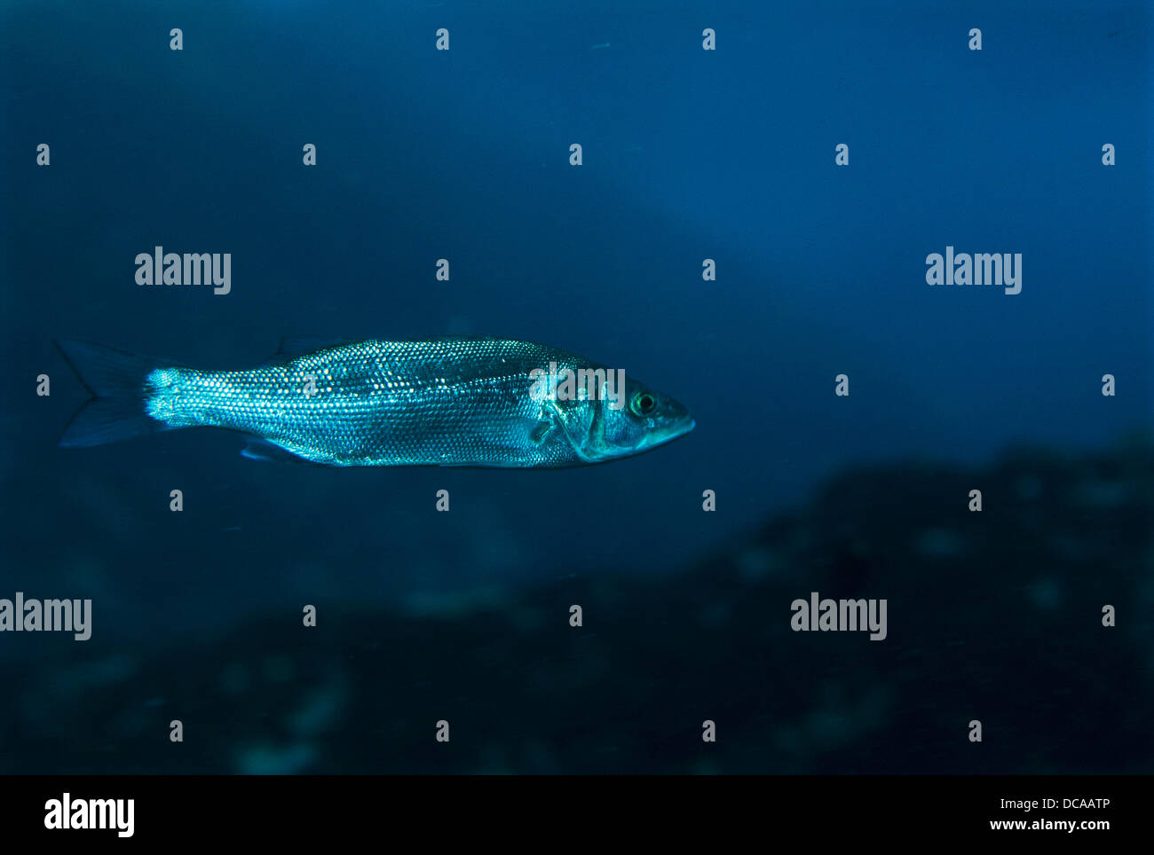 Sea bass hires stock photography and images Alamy