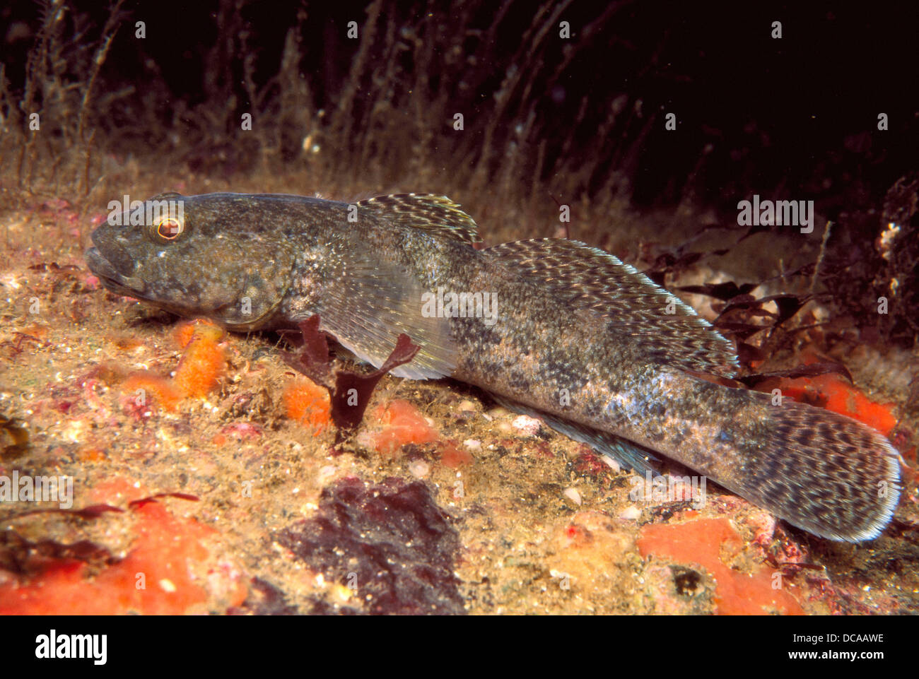 Giant goby gobius cobitis galicia hires stock photography and images