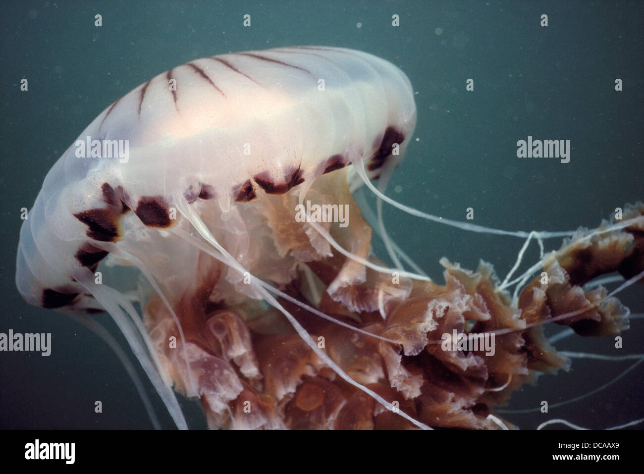 Compass jellyfish (Chrysaora hysoscella). Galicia, Spain Stock Photo