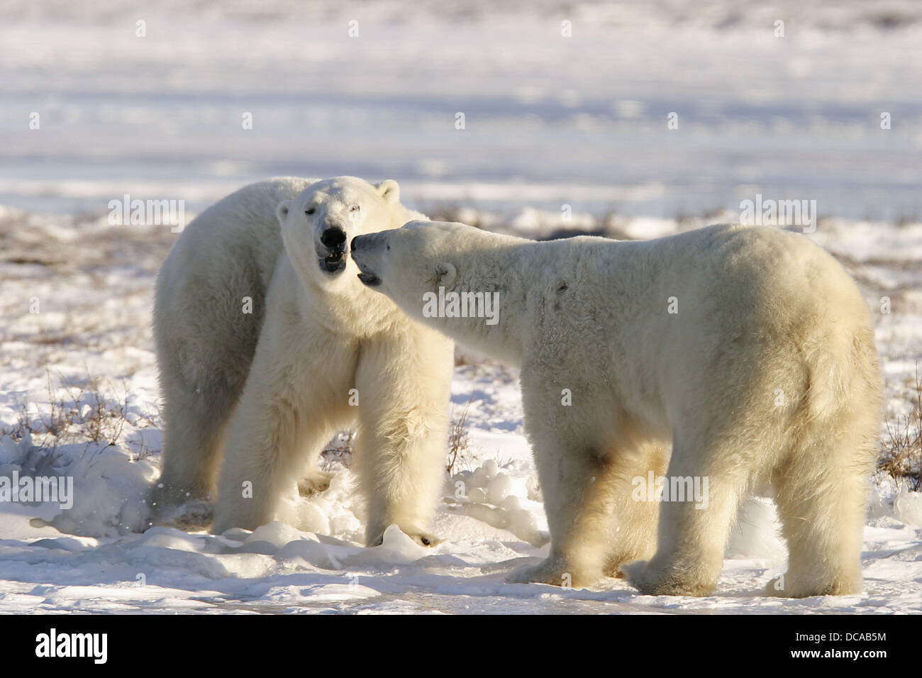 Adult male Polar Bears (Ursus maritimus) in ritualistic fighting stance ...