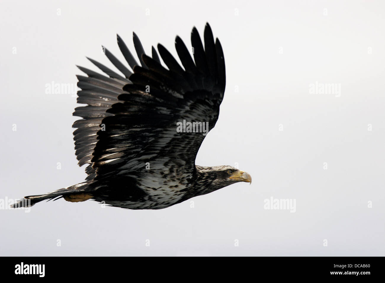 American Bald Eagle (Haliaeetus leucocephalus) in Southeast Alaska, USA