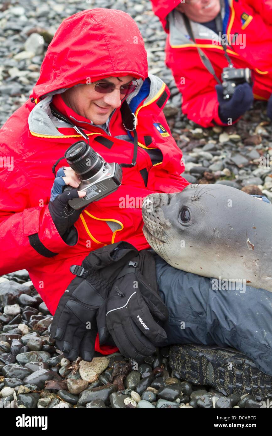 Friendly southern elephant seal Mirounga leonina weaner pup with Lindblad Expeditions guests on the beach at Snow Island, Stock Photo