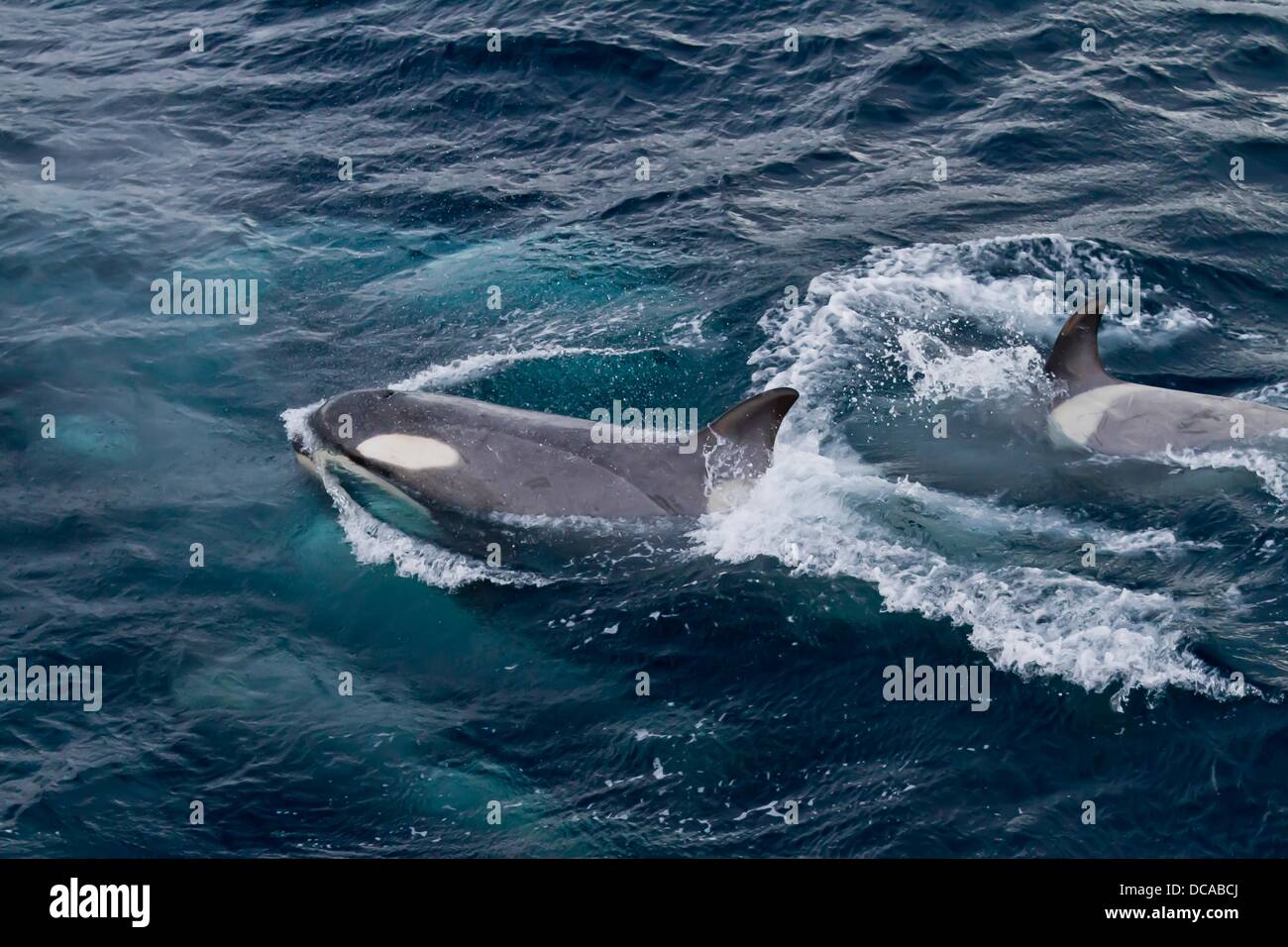 A large super pod of Gerlache Type B killer whales Orcinus orca