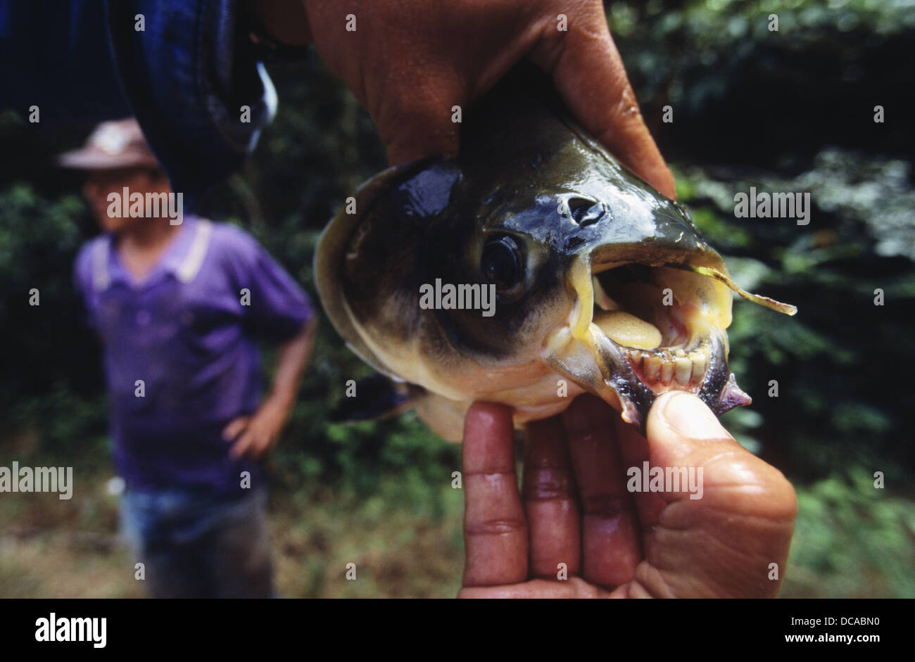 Amazonian Fish Teeth Amazon River Basin Amazonia Peru Stock Photo Alamy Amazonian Fish Teeth Amazon River Basin Amazonia Peru Stock Photo Alamy