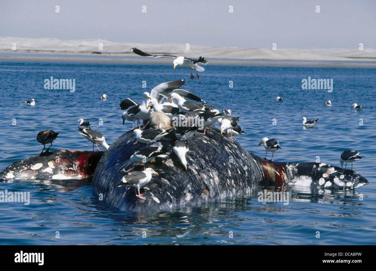El Vizcaino Biosphere Reserve High Resolution Stock Photography and ...