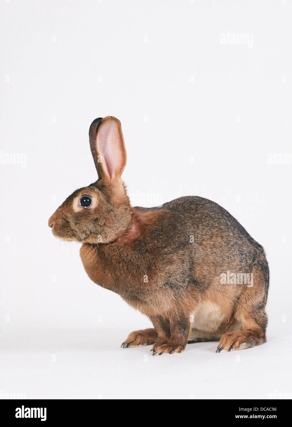 Belgium Hare, rabbit variety Stock Photo Alamy
