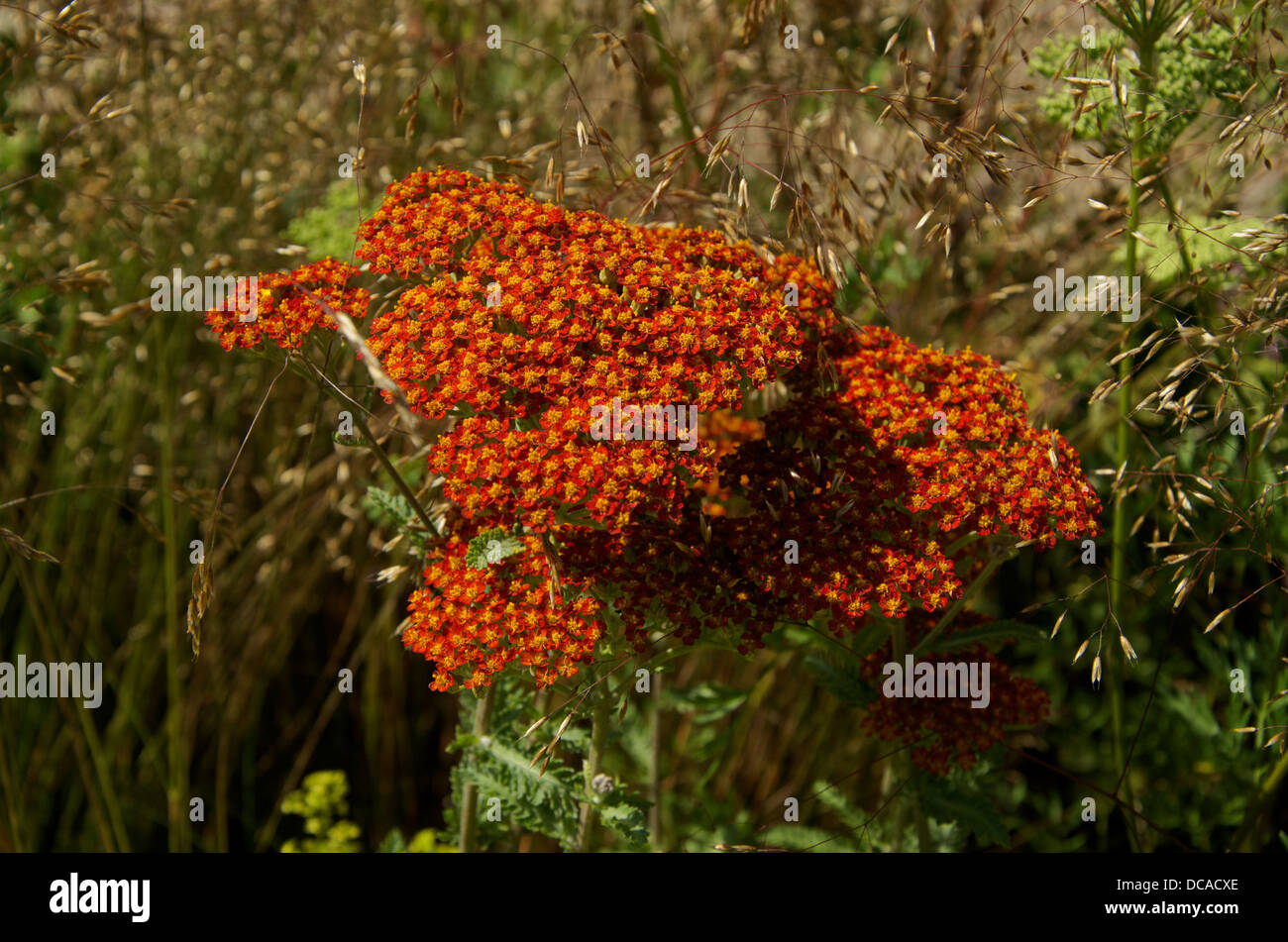 Achillea Millefolium Fireland Stock Photo