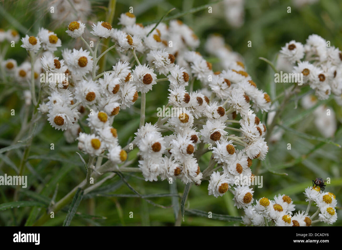 Pearly everlasting Anaphalis margaritacea flowers close up Stock Photo