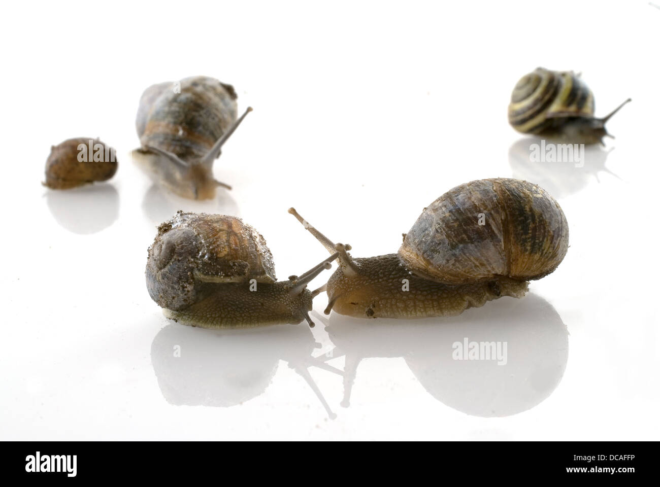 love by a snail Stock Photo