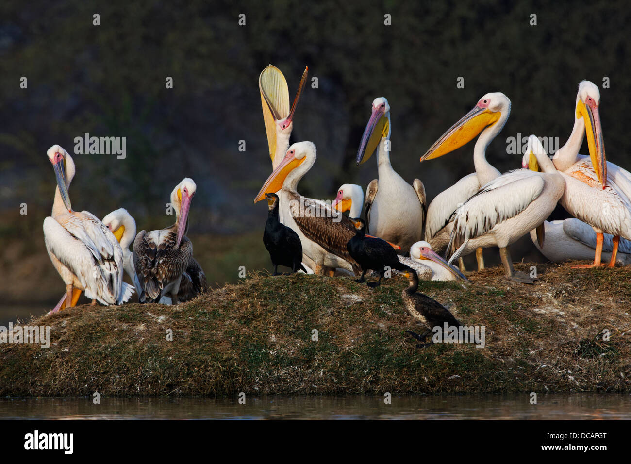 Water birds of india hi-res stock photography and images - Alamy