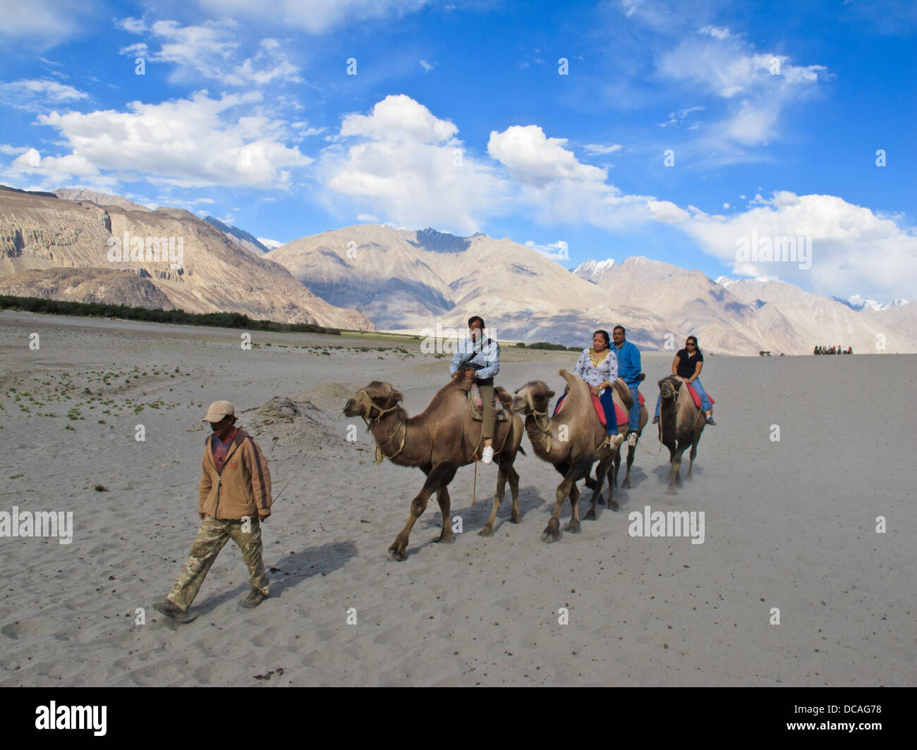 Riding camels exploring sand dune of Nubra valley, another tourist attraction. Stock Photo
