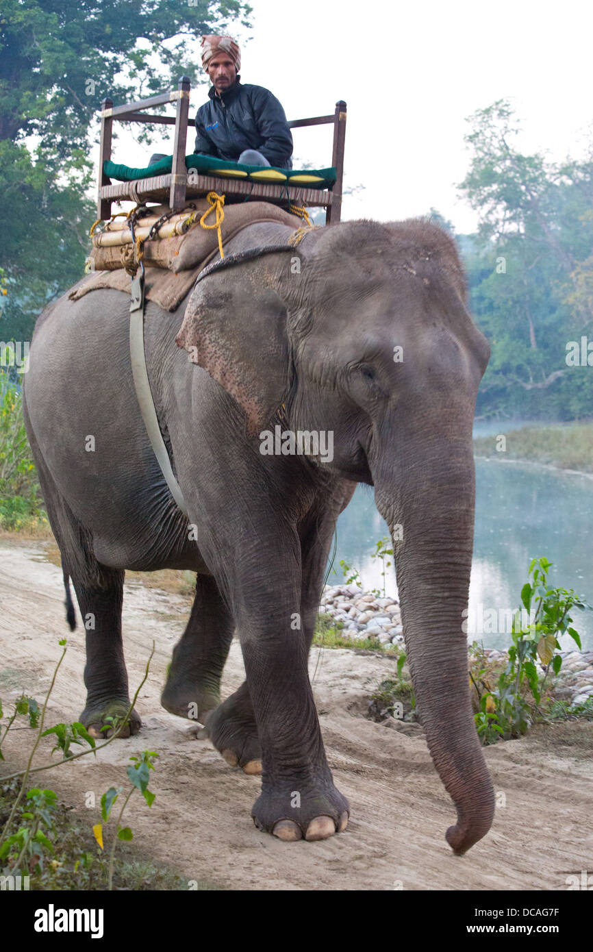 Mahout and Elephant, Bardia National Park, Nepal Stock Photo