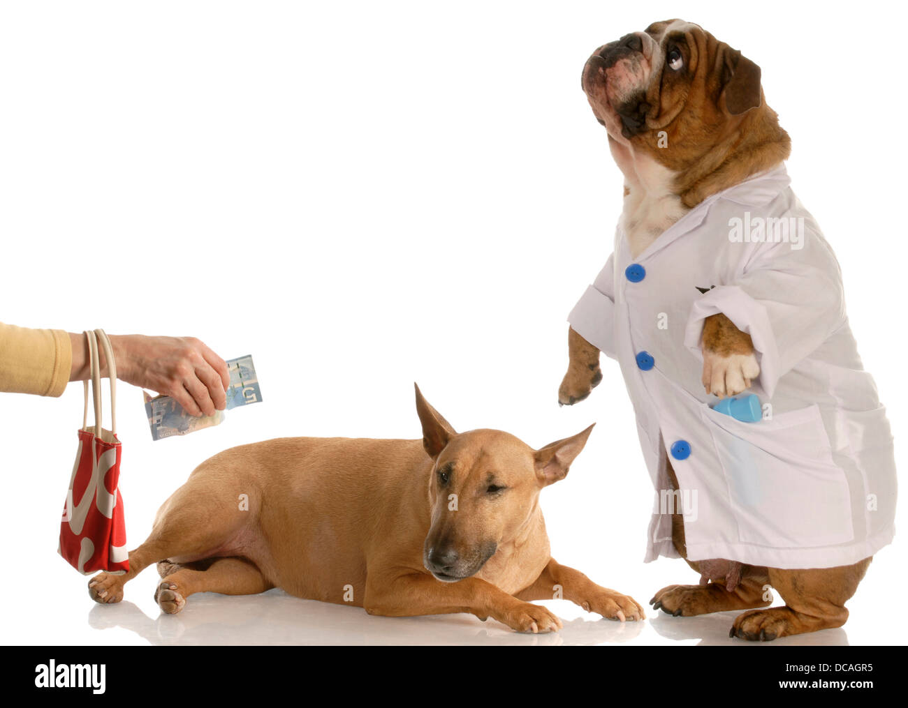 paying for vet bill Stock Photo Alamy