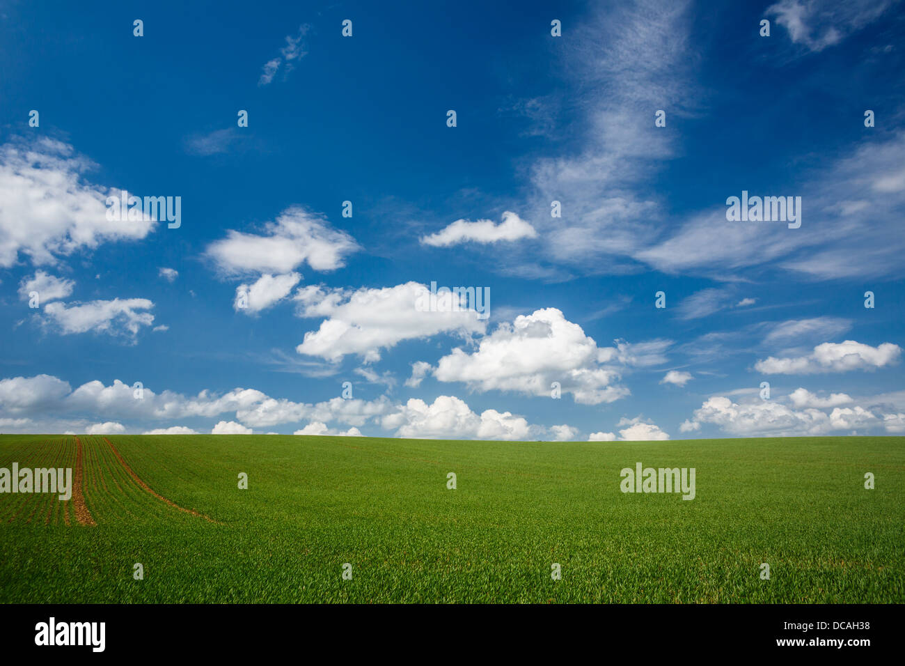 lovely summer field with blue sky Stock Photo - Alamy