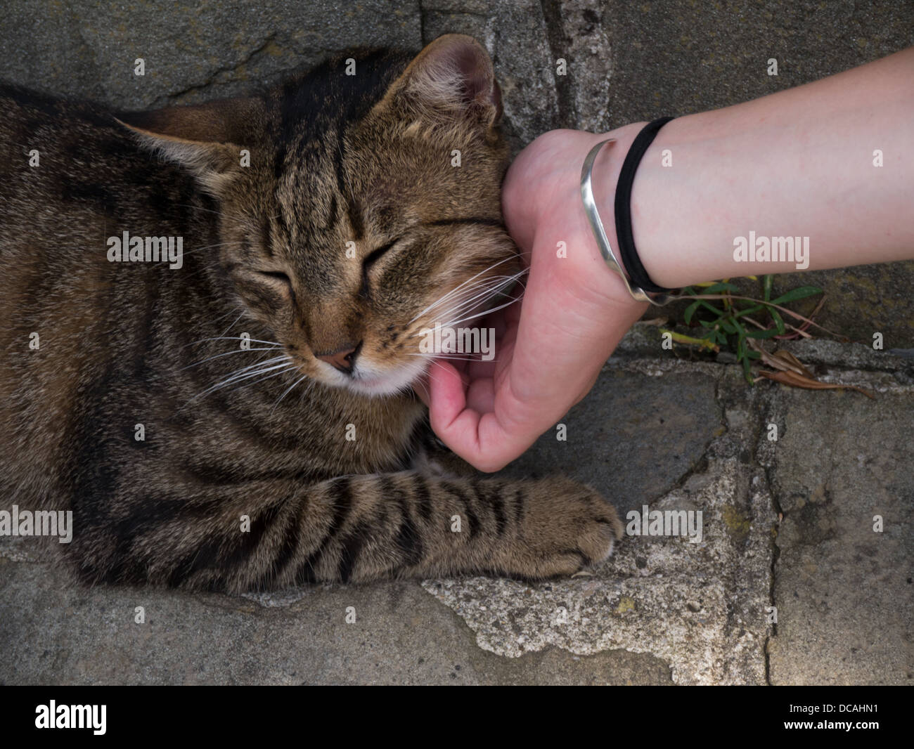 Why Do Cats Like Chin Scratches