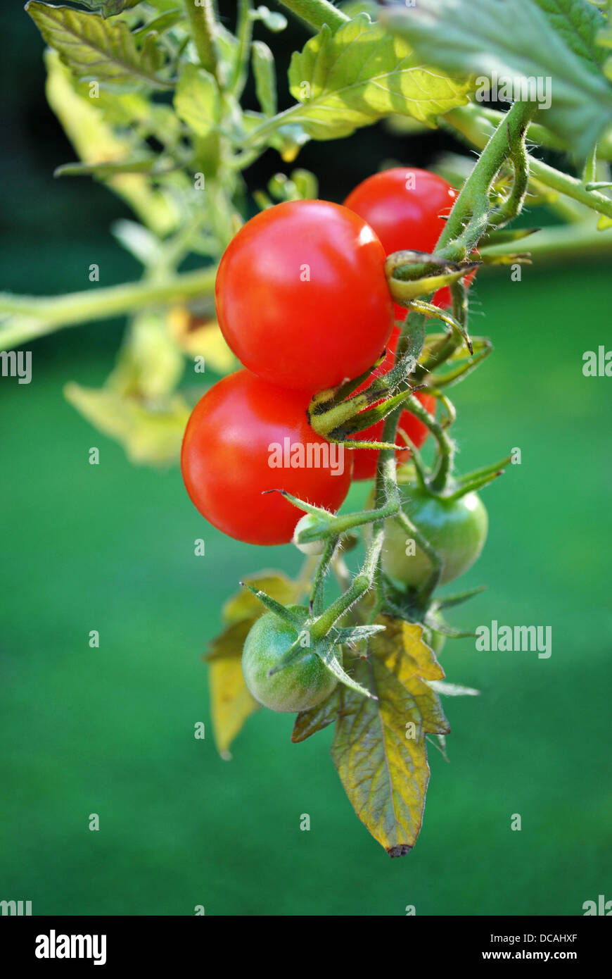 Fresh Cherry Tomatoes Growing on a Vine Stock Photo - Alamy
