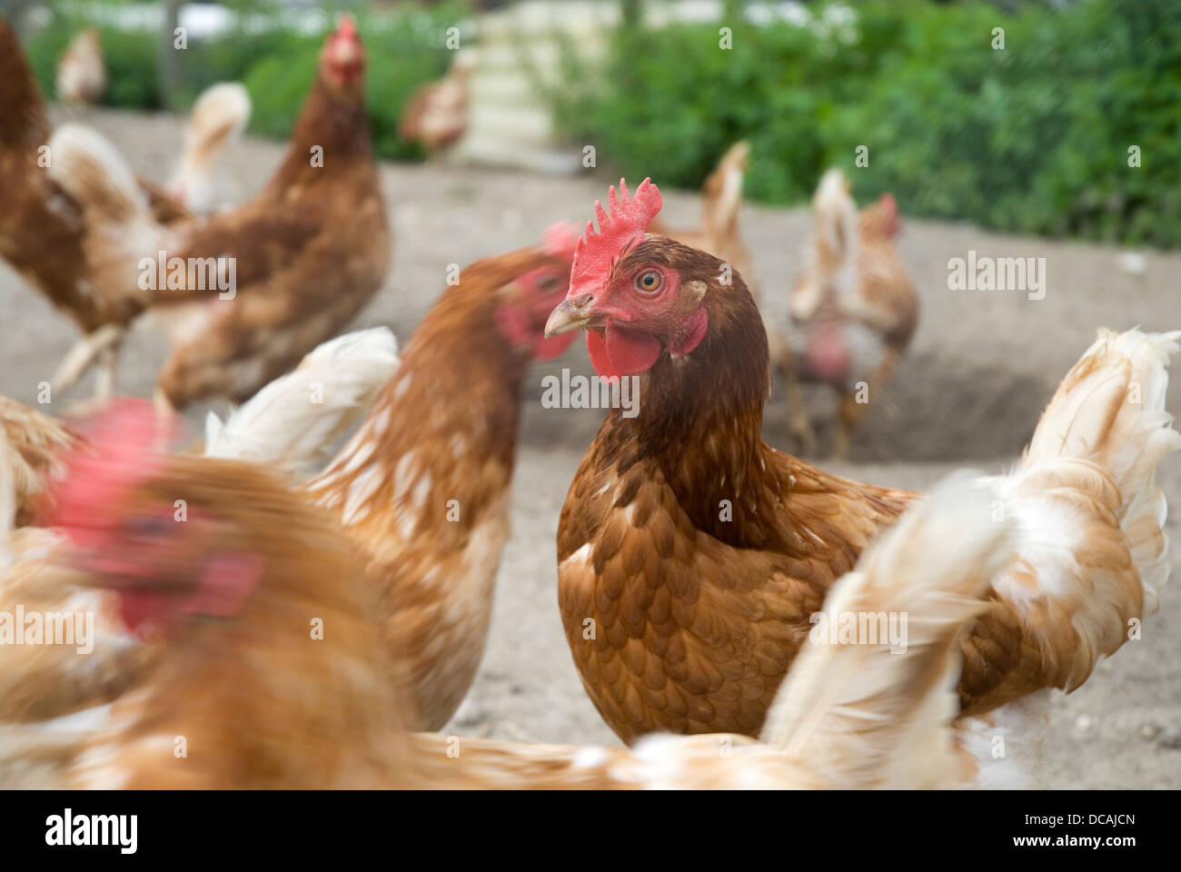 many chickens on the farm Stock Photo