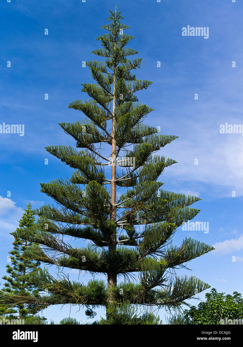 dh Norfolk Island Pine CONIFER TREE Norfolk pine tree Araucaria heterophylla Northland New Zealand Stock Photo