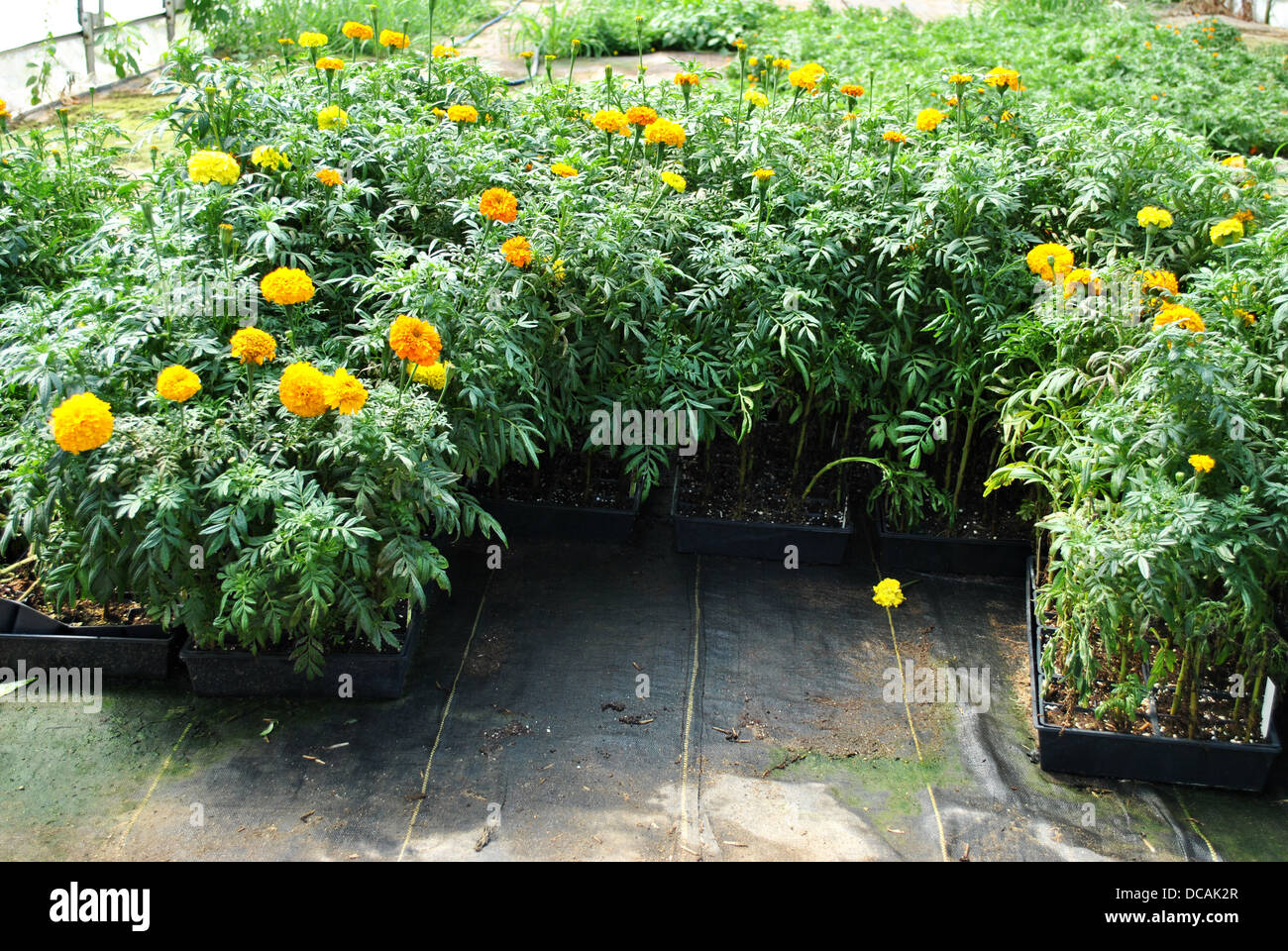 Growing Bright Yellow Marigolds Stock Photo