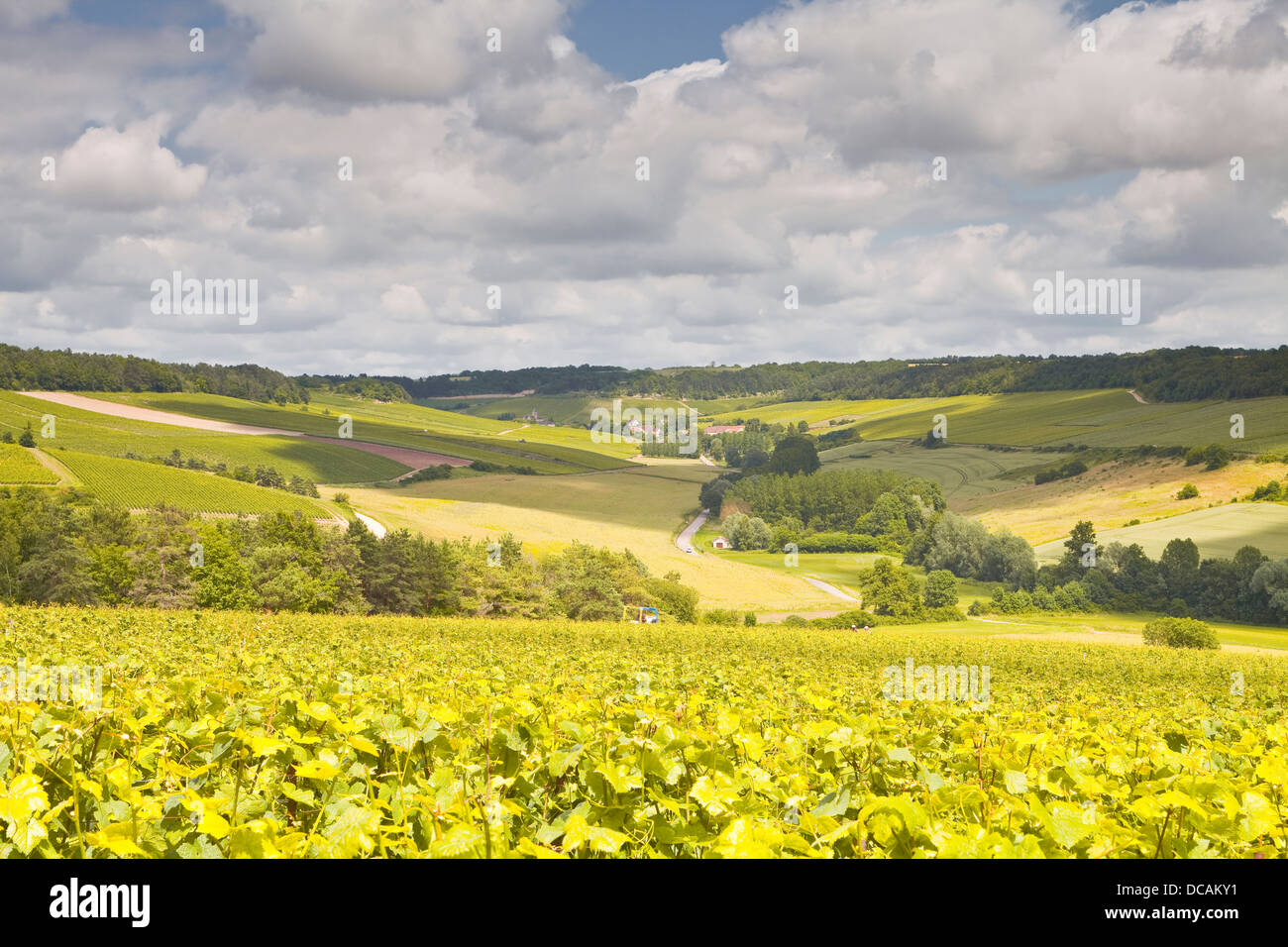 Champagne vineyards above the village of Viviers sur Artaut in the Cote des Bar area of Aube. Stock Photo
