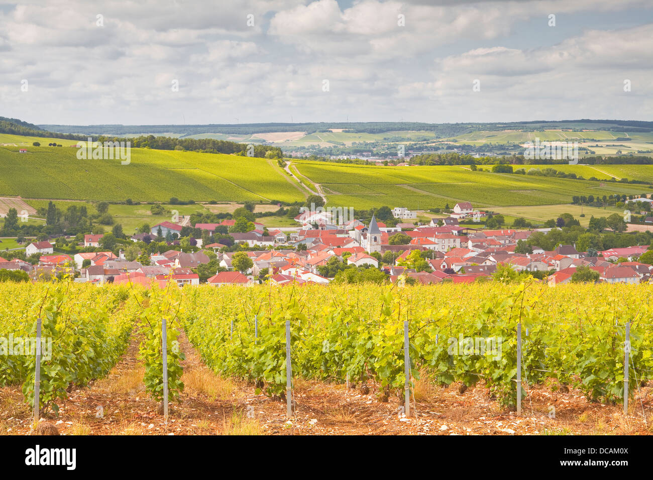 The Veuve Clicquot vineyards in Verzenay, Champagne