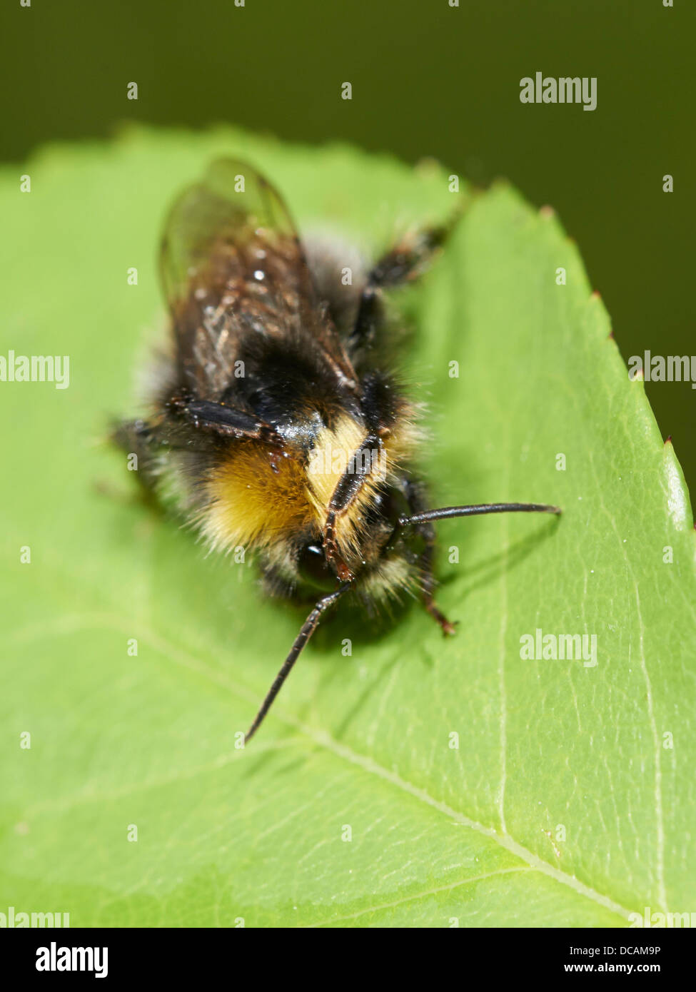 Tree Bumblebee on a garden plant Stock Photo Alamy