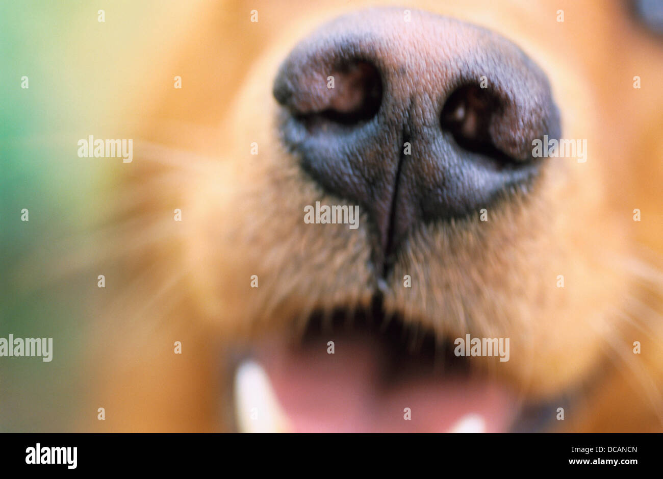 Straight on close-up of a nose and mouth of a golden retriever dog Stock Photo