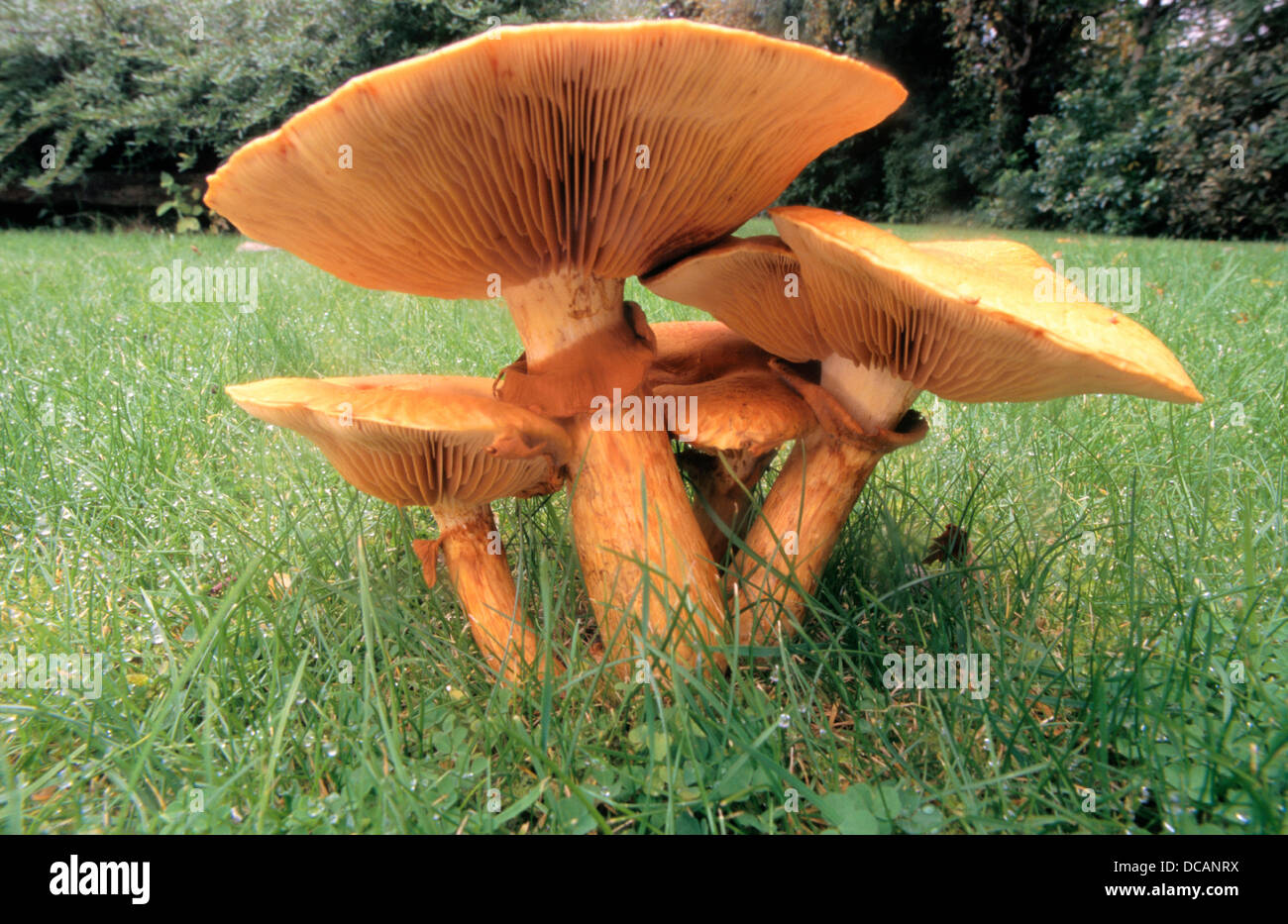 PlumsandCustard Fungus (Tricholomopsis rutilans). New Zealand Stock