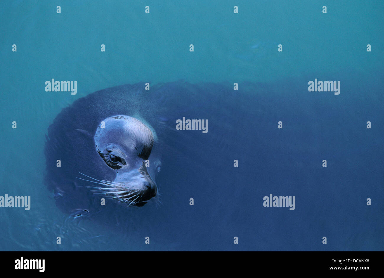 Seal. San Francisco Bay. California. USA Stock Photo Alamy