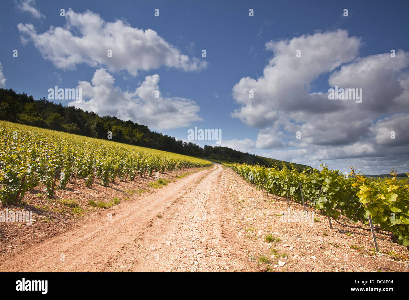 Champagne vineyards above the village of Viviers sur Artaut in the Cote des Bar area of the Aube department. Stock Photo
