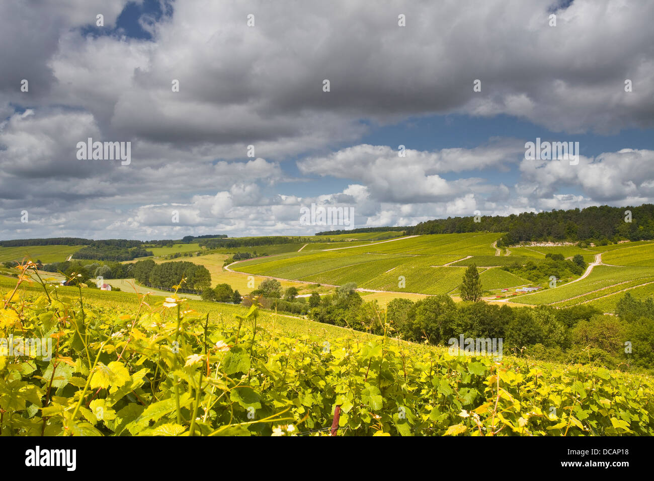 Champagne vineyards above the village of Viviers sur Artaut in the Cote des Bar area of the Aube department. Stock Photo