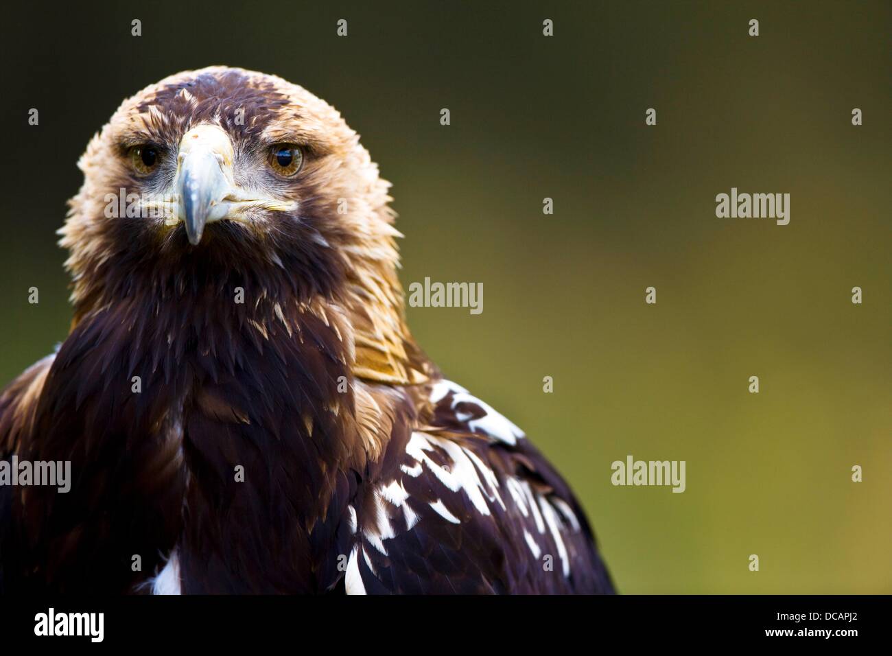 Iberian Imperial Eagle. Aquila adalberti Stock Photo - Alamy