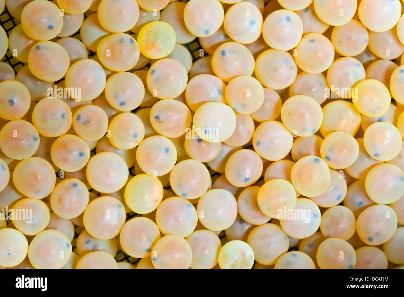 Atlantic Salmon Eggs Stock Photo Alamy