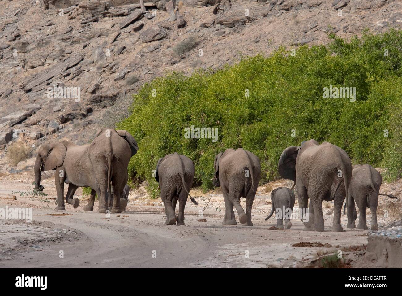 Elephants are pictured inthe dry river bed of the Hoanib River in the Kaokoveld near Sesfontein, Namibia, 12 December 2012. Photo: Tom Schulze Stock Photo