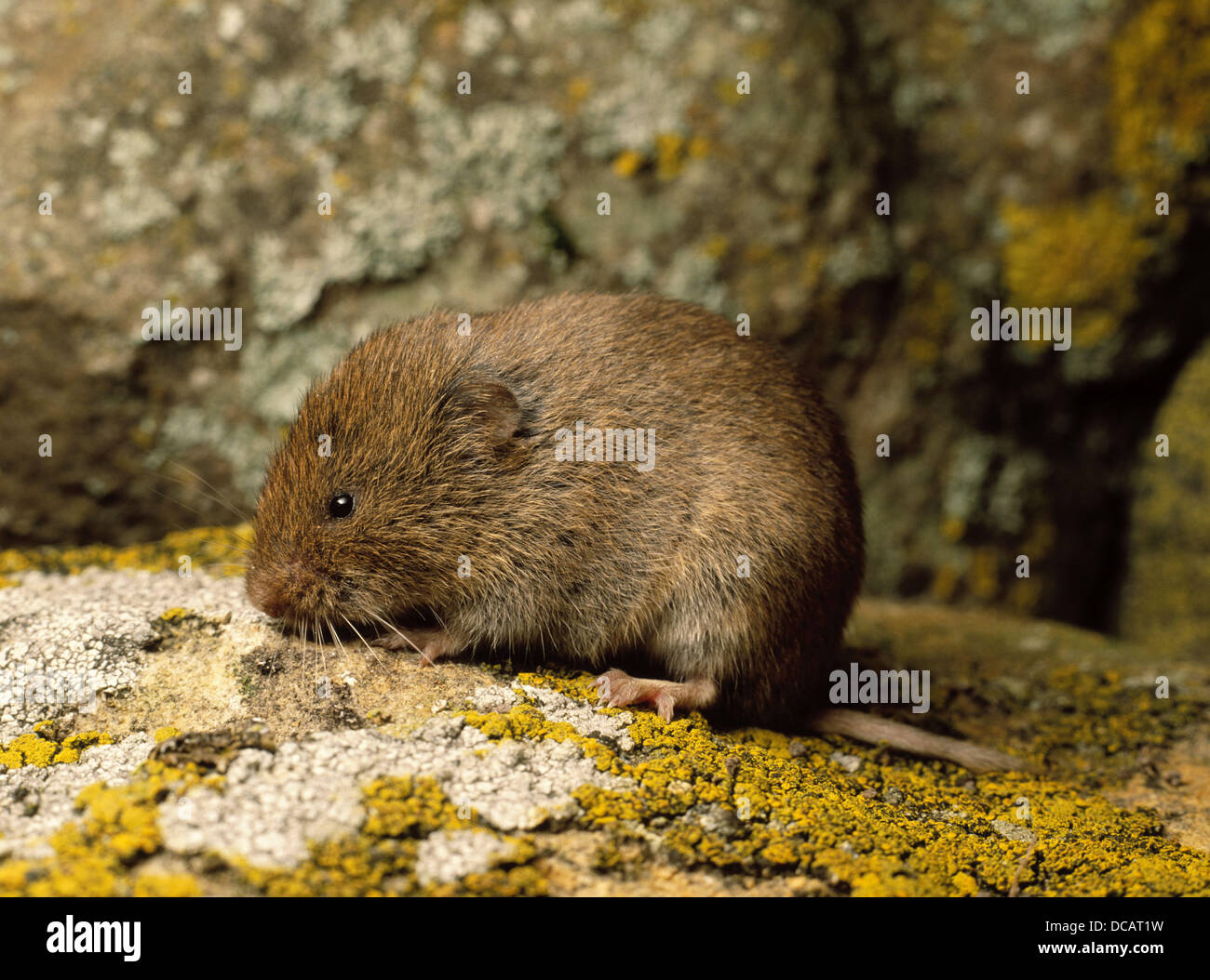 Pine vole hires stock photography and images Alamy