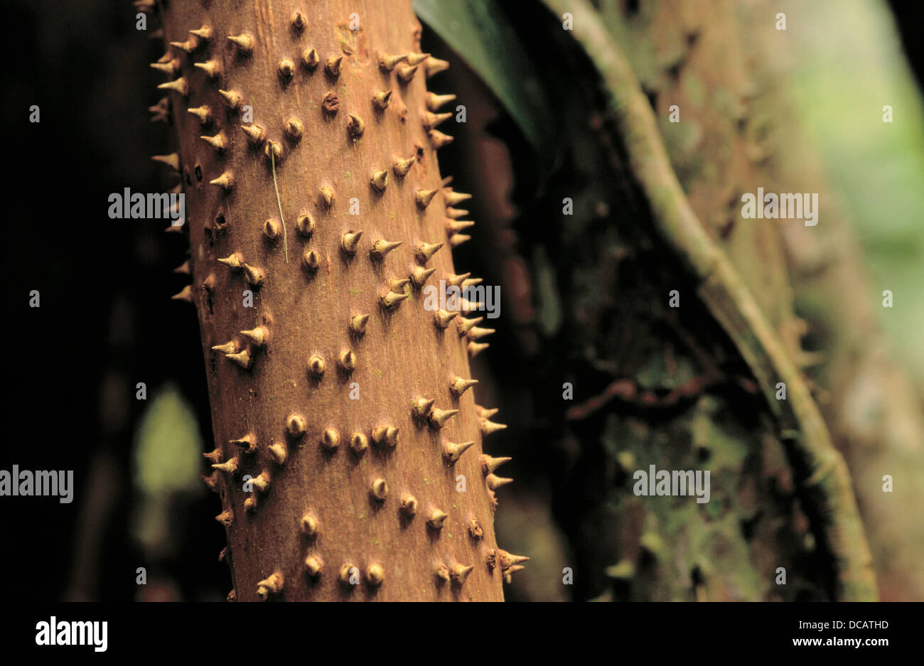 Socratea Exorrhiza High Resolution Stock Photography and Images Alamy