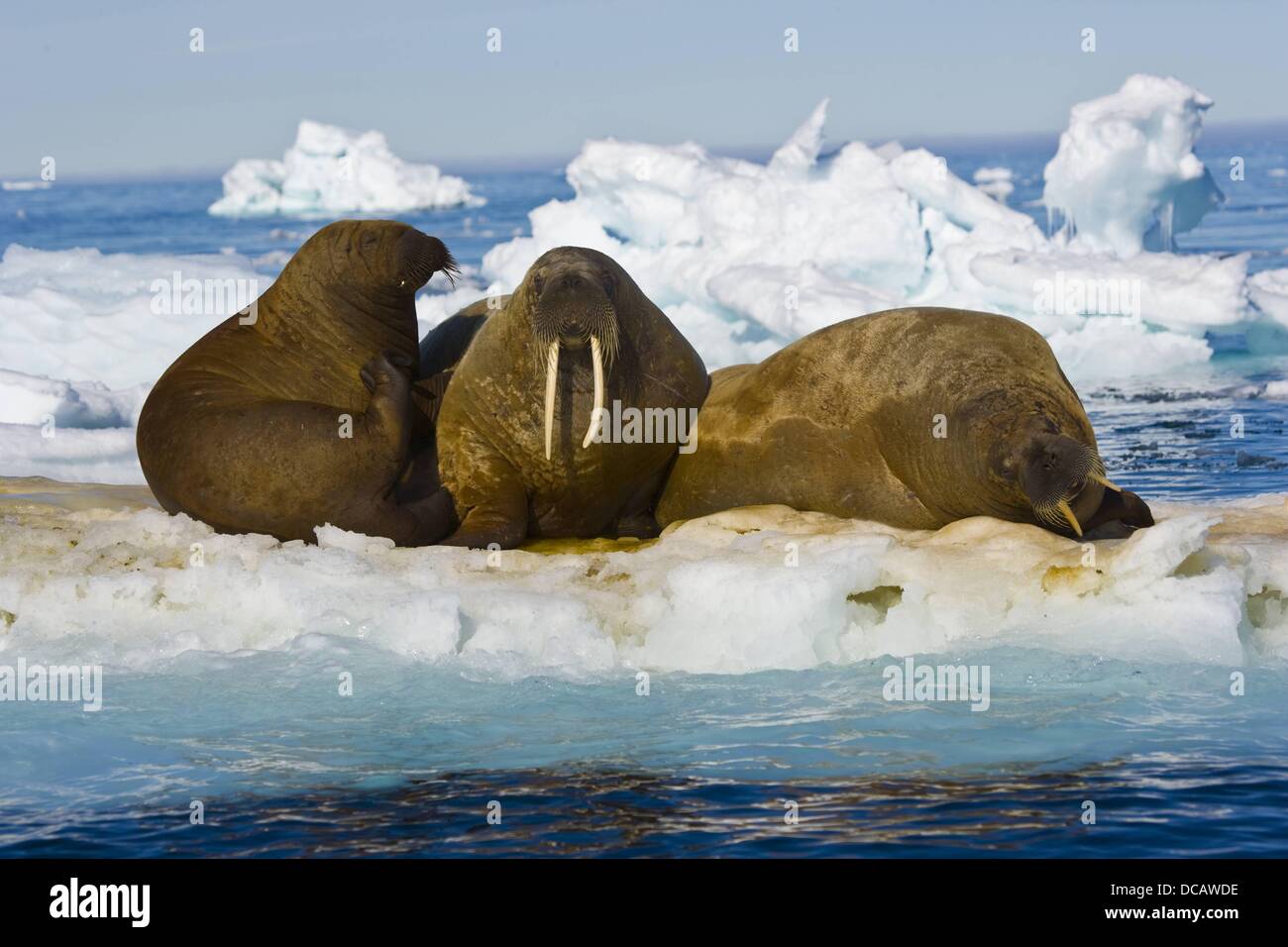 Walrus Odobenus Rosmarus Svalbard Norway Stock Photo Alamy