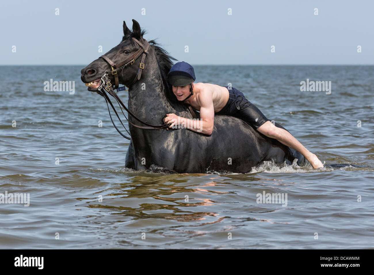 Lifeguard swimming with horse in the sea at Holkham beach in North Norfolk during their annual summer camp Stock Photo