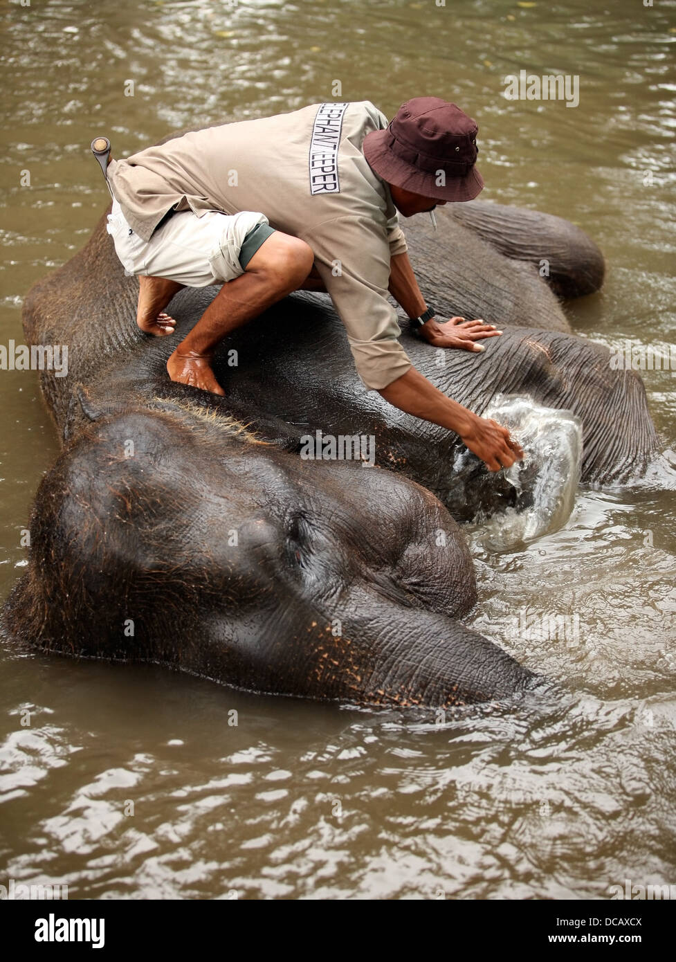 Elephant keeper Stock Photo