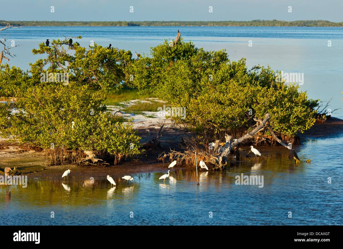 Herons, Bird Island, Holbox Island, State Quntana Roo, Yucatan