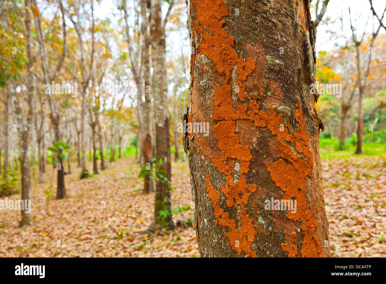 Rubber Tree plantation, Krabi province, Andaman Sea, Thailand, Asia