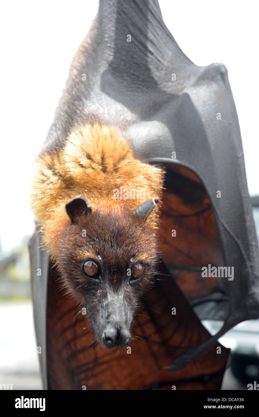 Pteropus giganteus Bat on the island of Bali, Indonesia Stock Photo Alamy