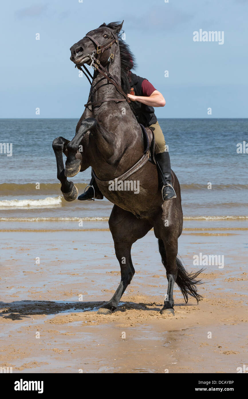 Lifeguard riding warlord on Holkham beach in North Norfolk during their annual summer camp Stock Photo