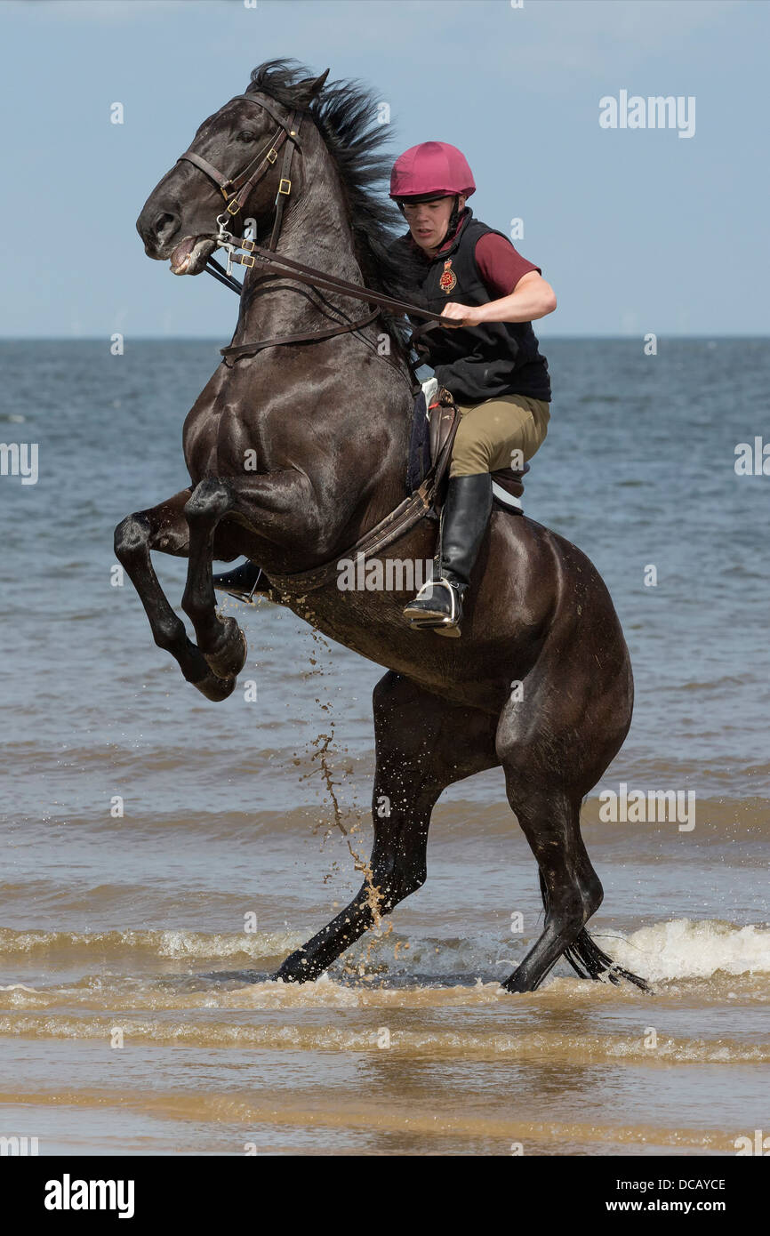 Lifeguard riding warhorse on Holkham beach in North Norfolk during their annual summer camp Stock Photo