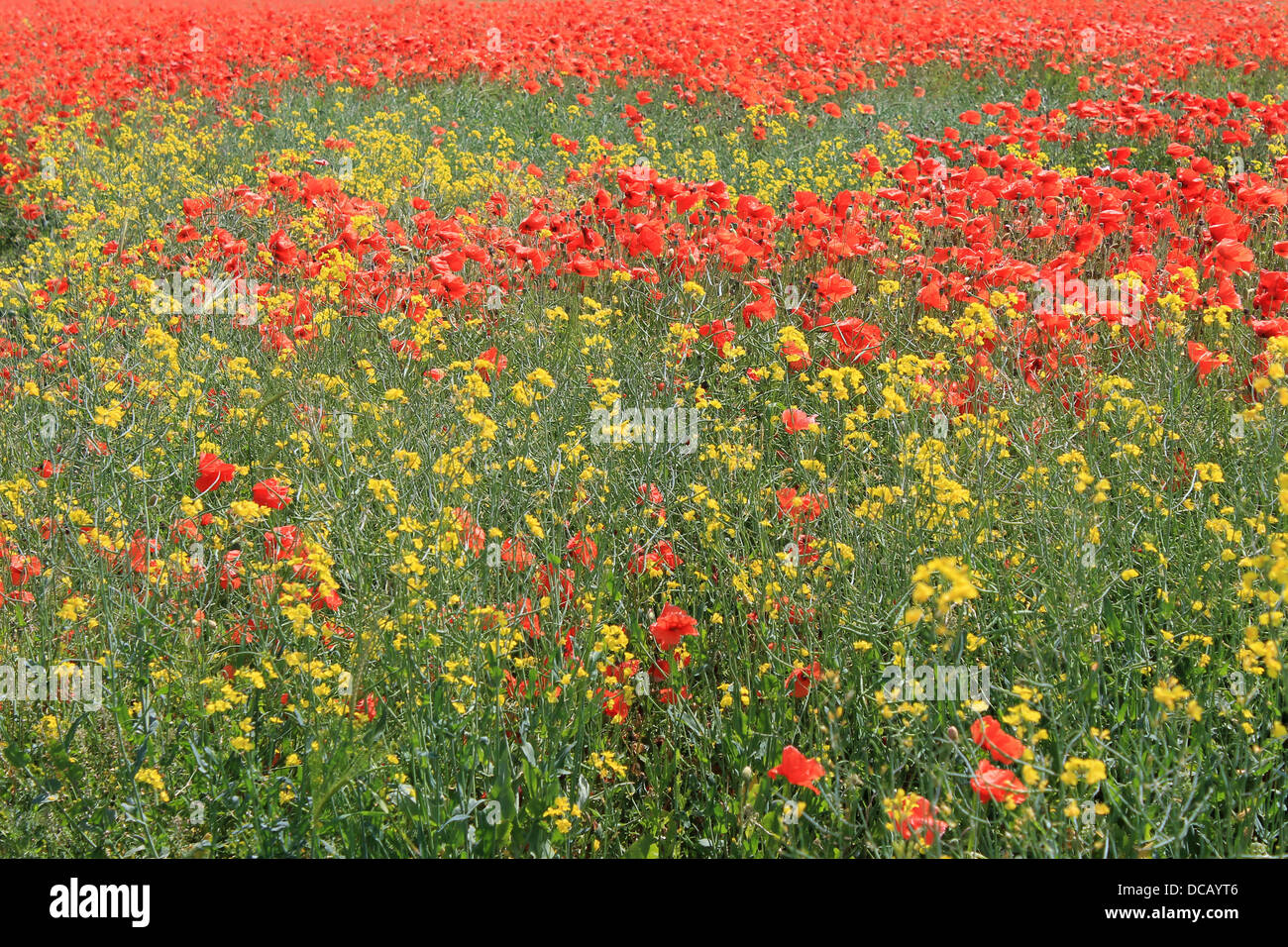 Background of red and yellow poppy flowers in bloom. Stock Photo
