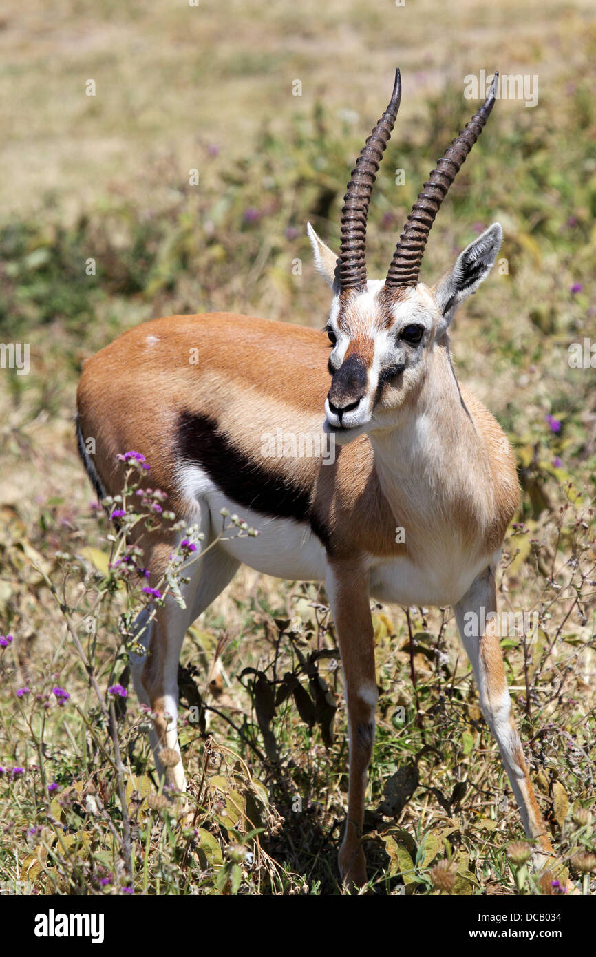 A Thomson's gazelle (Eudorcas thomsonii) eating in Serengeti National ...